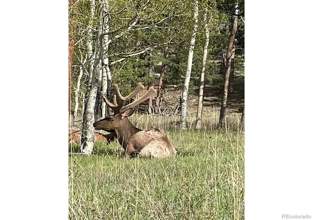 1565-hwy-66-31-estes-park-co-80517/hzid_daf5e205
