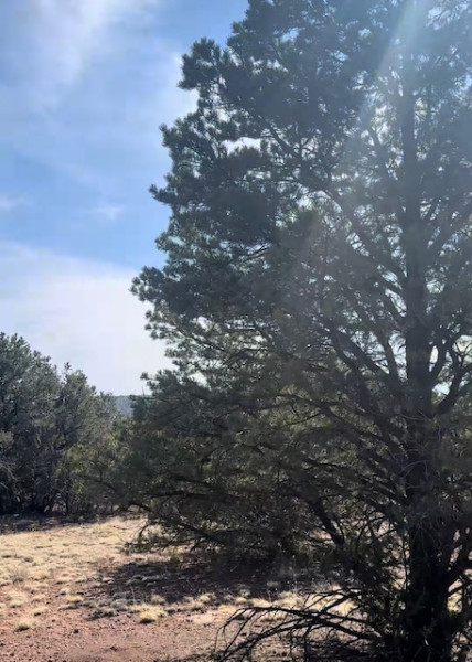 Photo 2 of House For Sale at 1462 E Barbara Rd, Williams, AZ 86046 | MLS# 206011 | Listing updated on 2026-09-14