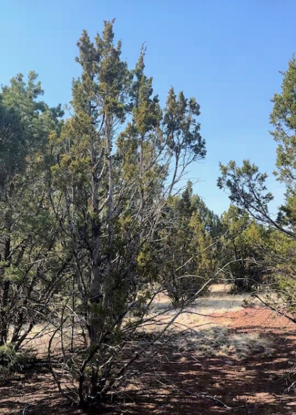 Photo 4 of House For Sale at 1462 E Barbara Rd, Williams, AZ 86046 | MLS# 206011 | Listing updated on 2026-09-14